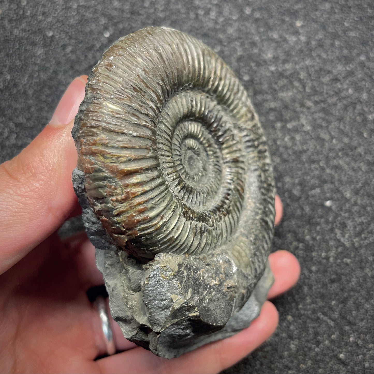 F2813 | Ammonite | Dactylioceras tenuicostatum