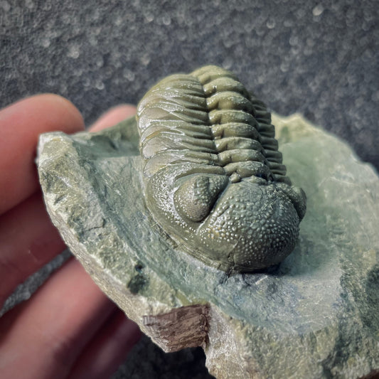 F2612 | Trilobite | Phacopidae indet.