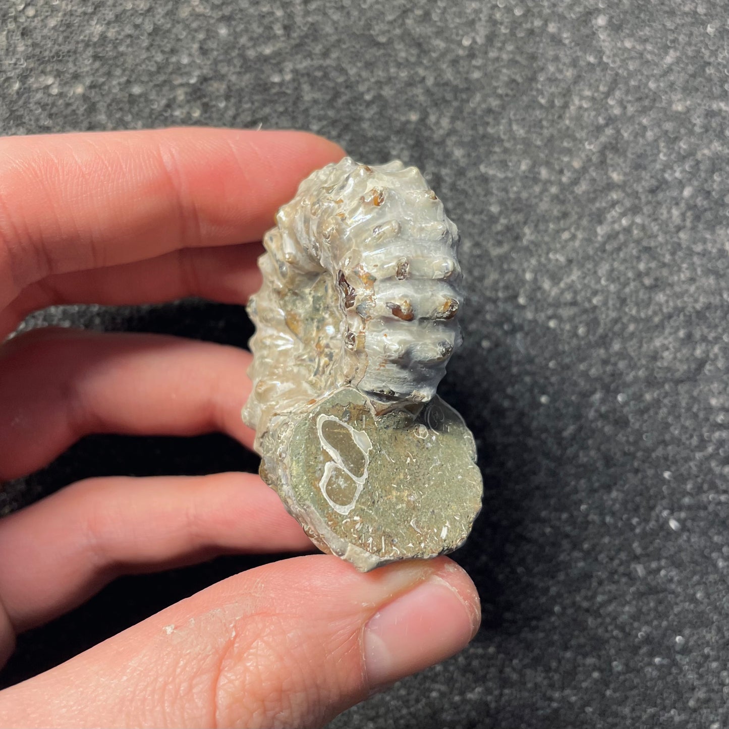 F2386 | Ammonite | Douvilleiceras sp.