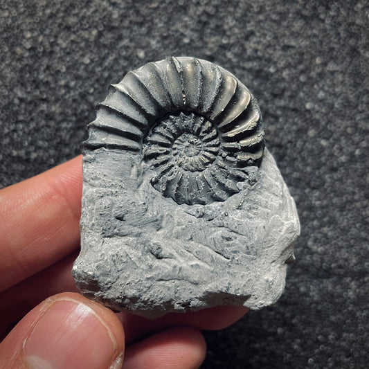 F1081 | Ammonite | Pleuroceras spinatum