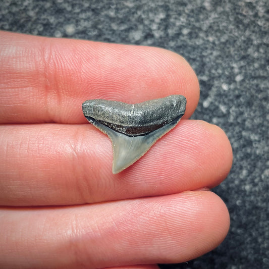 F1854 | Squalo | Carcharhinus sp.