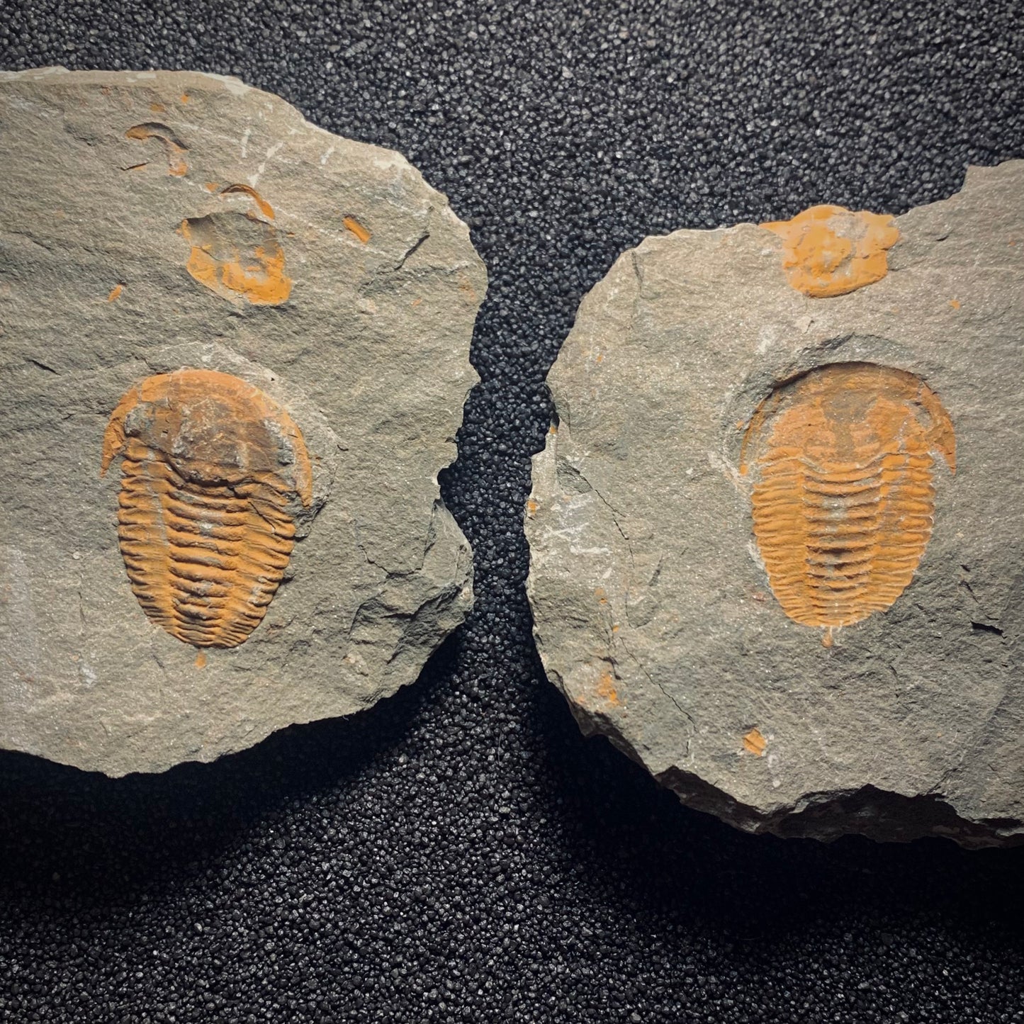 F387 | Trilobite | Hamatolenus marocanus