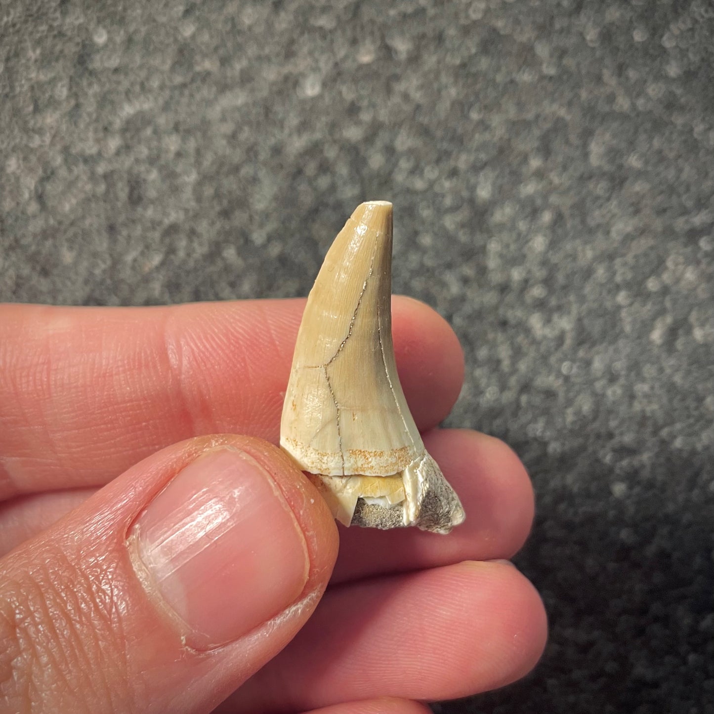 F2182 | Mosasauro | Halisaurus arambourgi