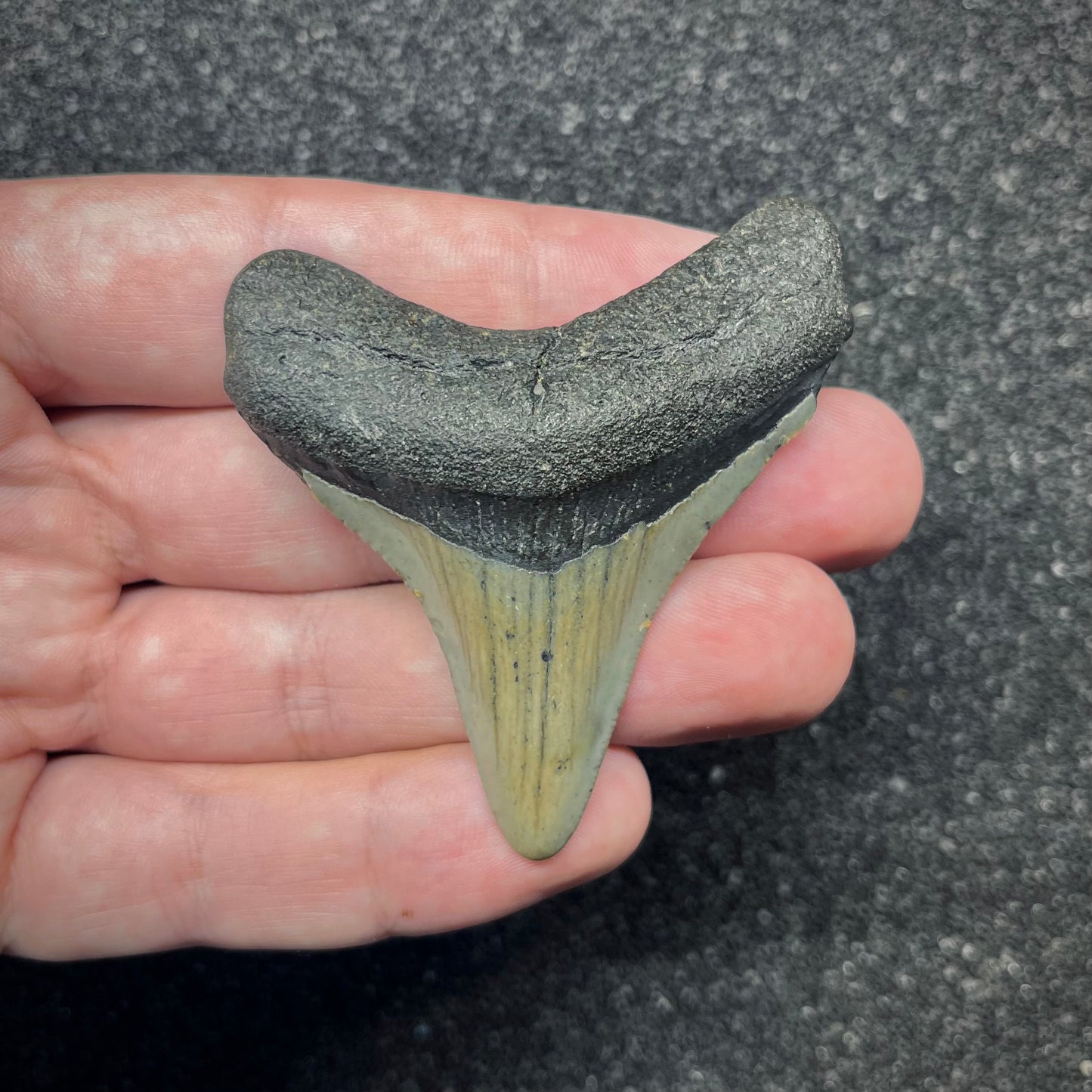 F2876 | Squalo | Otodus megalodon