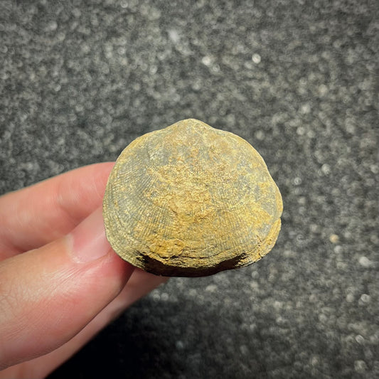 F2953 | Brachiopode | Brachiopoda indet.