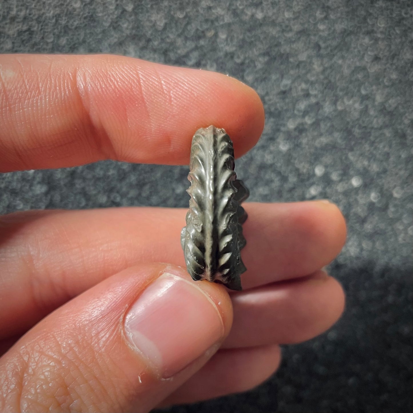 F2559 | Ammonite | Pleuroceras spinatum