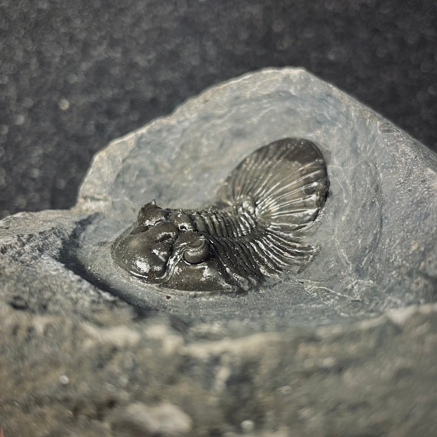F2615 | Trilobite | Scabriscutellum sp.