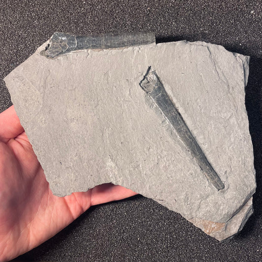 F2402 | Belemnite | Belemnoidea indet.