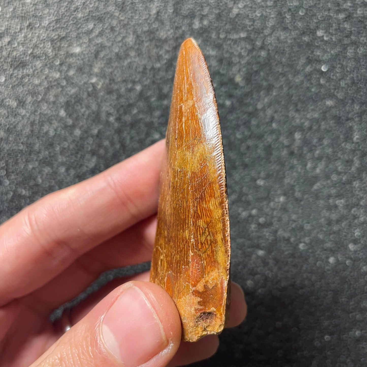 F2094 | Dinosauro | Carcharodontosaurus saharicus