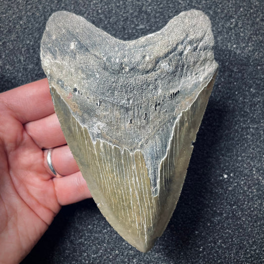 F1850 | Squalo | Otodus megalodon