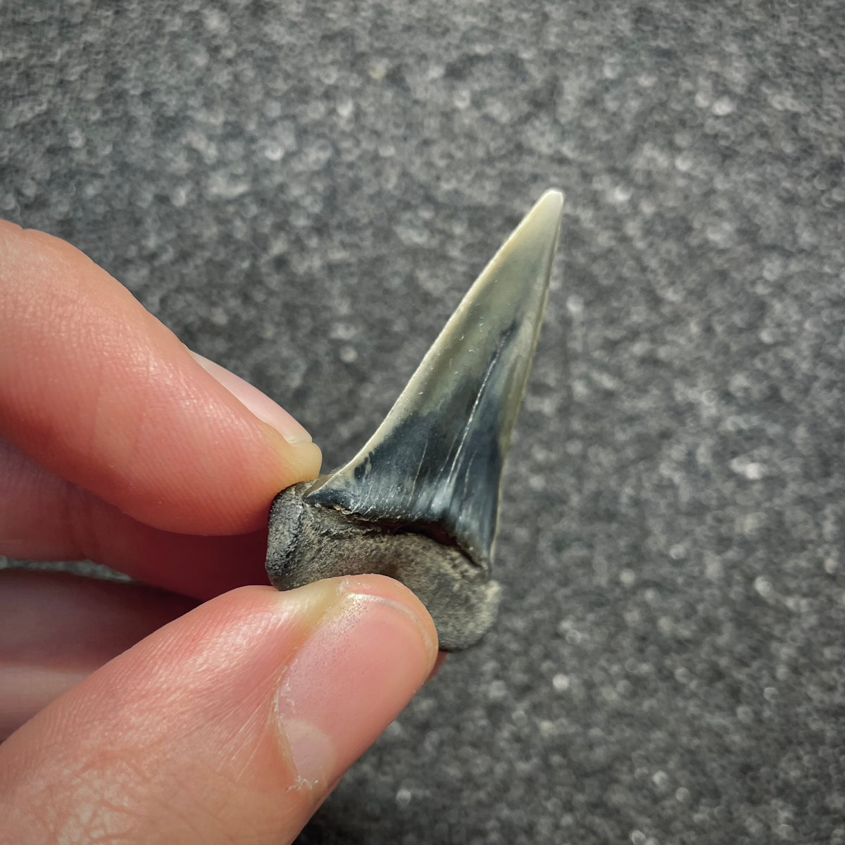 F3043 | Squalo |  Carcharodon hastalis