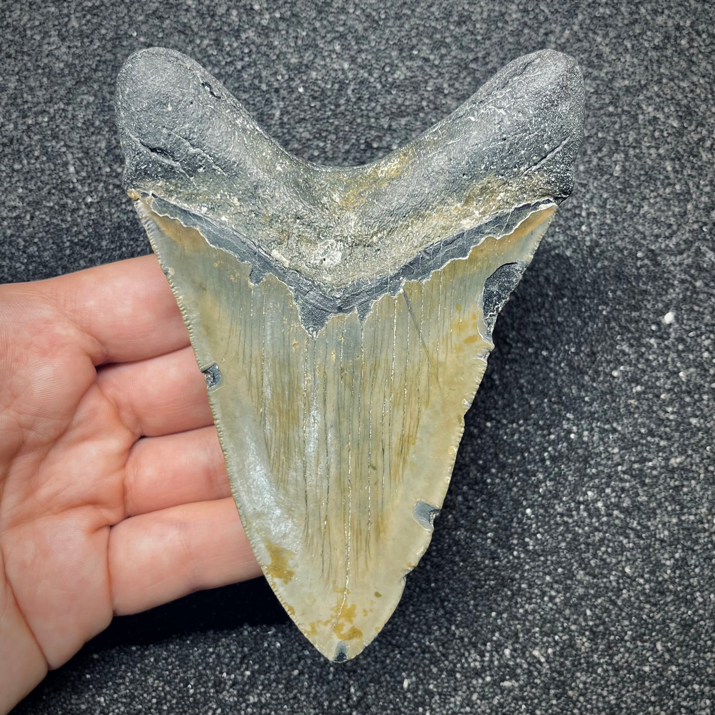 F2774 | Squalo | Otodus megalodon