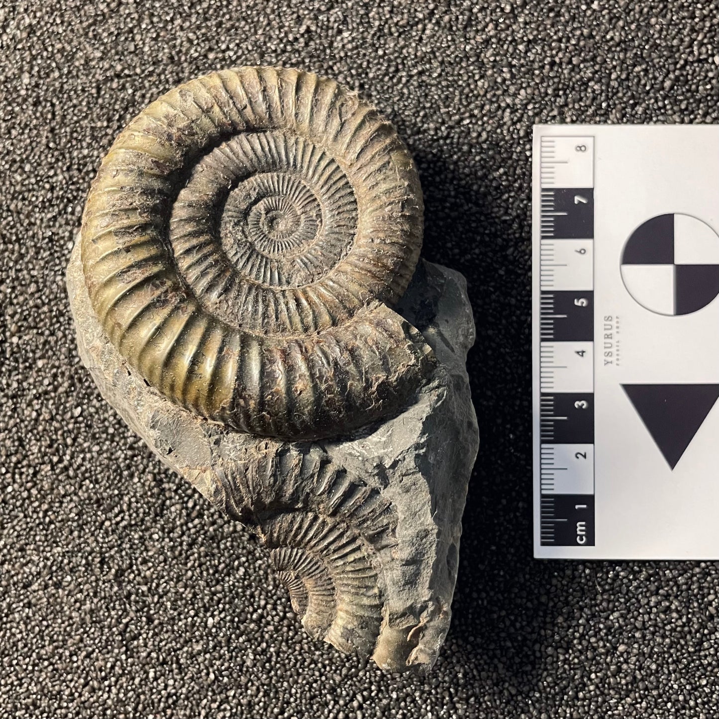 F2378 | Ammonite | Dactylioceras commune