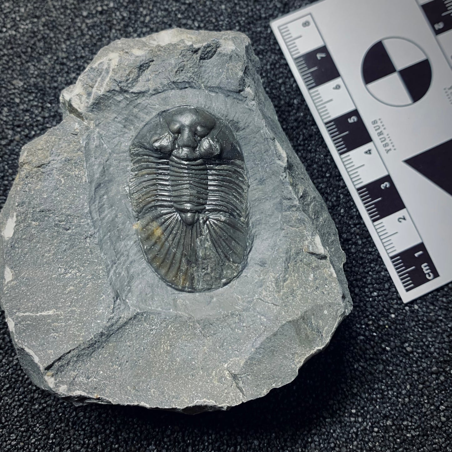 F508 | Trilobite | Scabriscutellum sp.