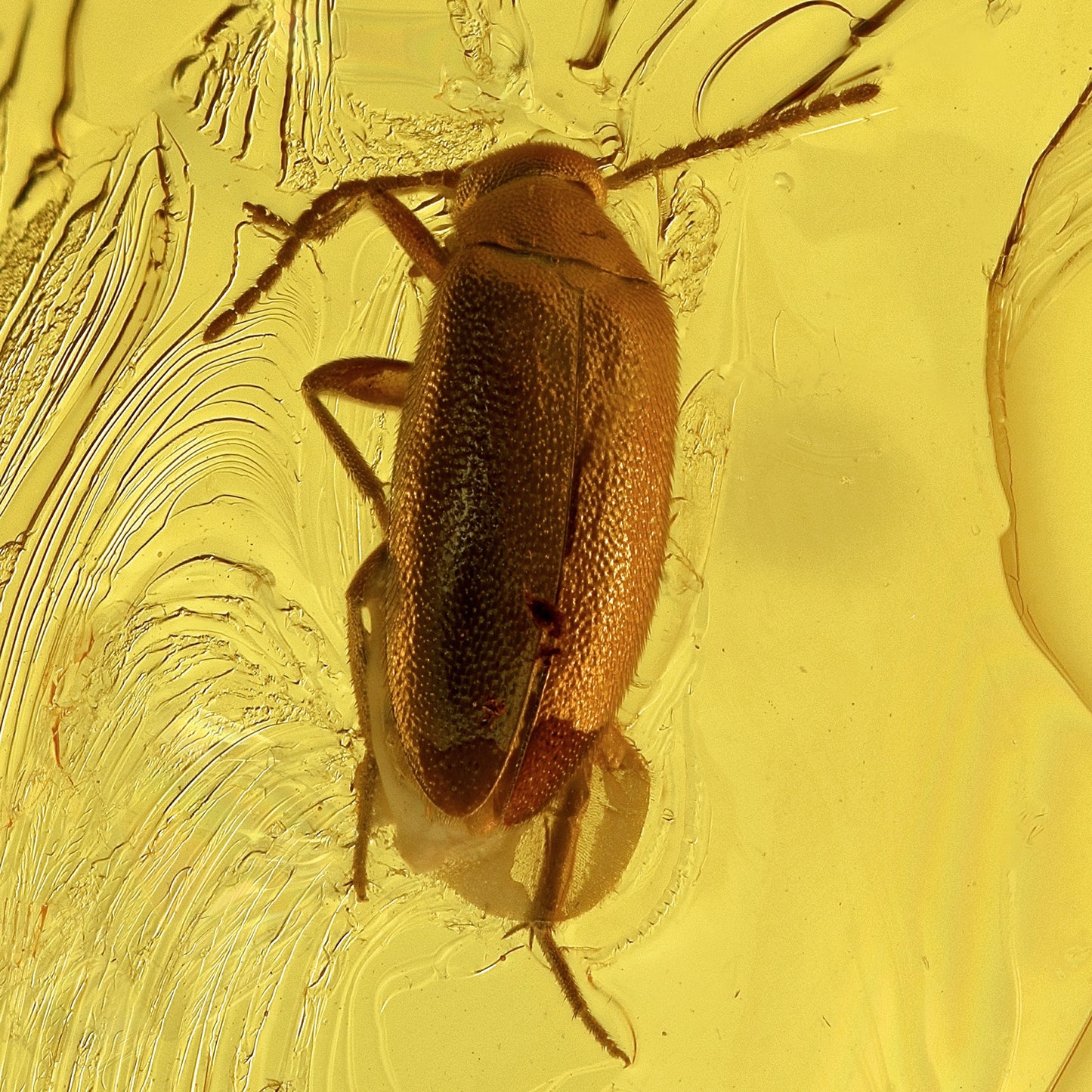 F2077 | Ambra con inclusione | Scraptiidae indet.