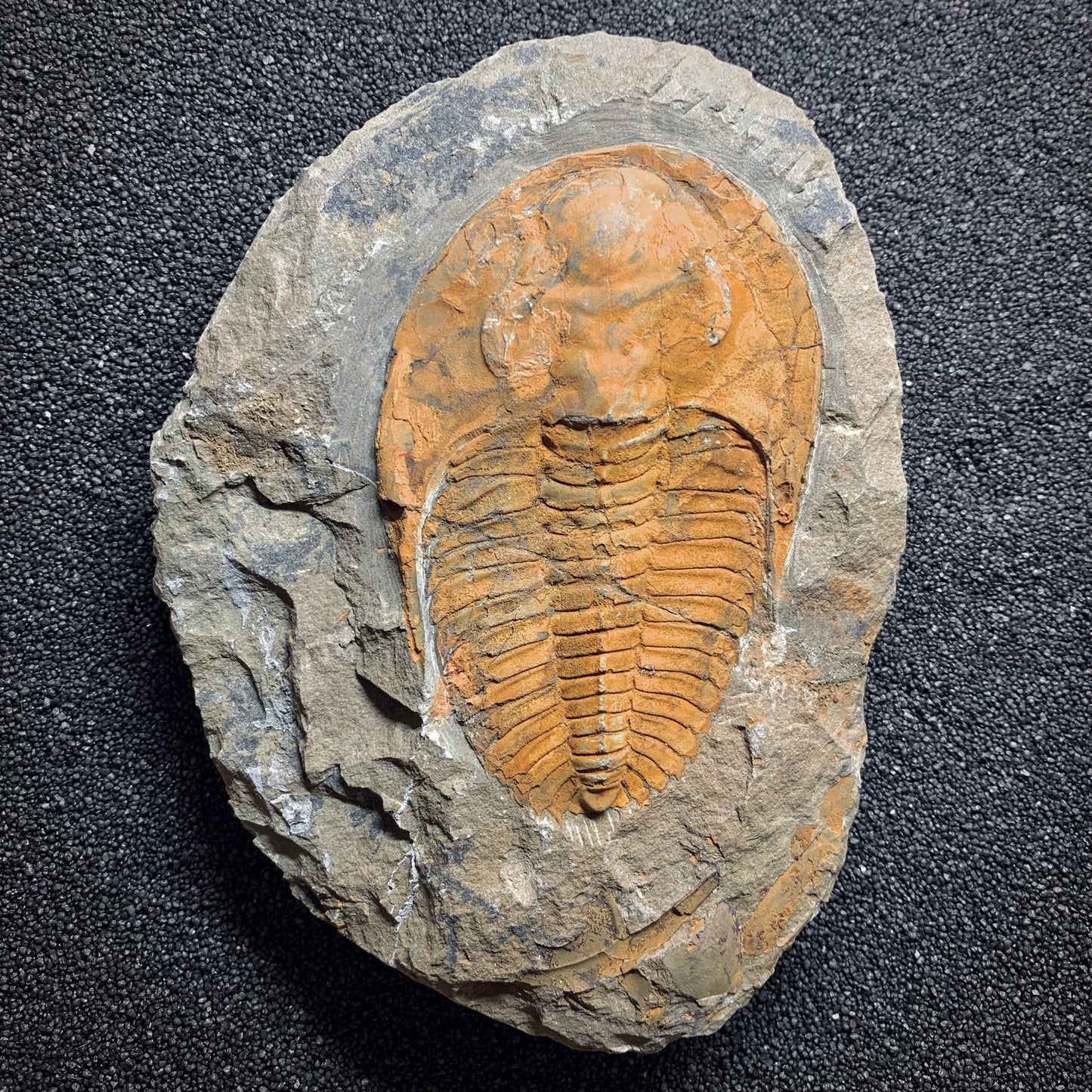 F971 | Trilobite | Cambropallas telesto