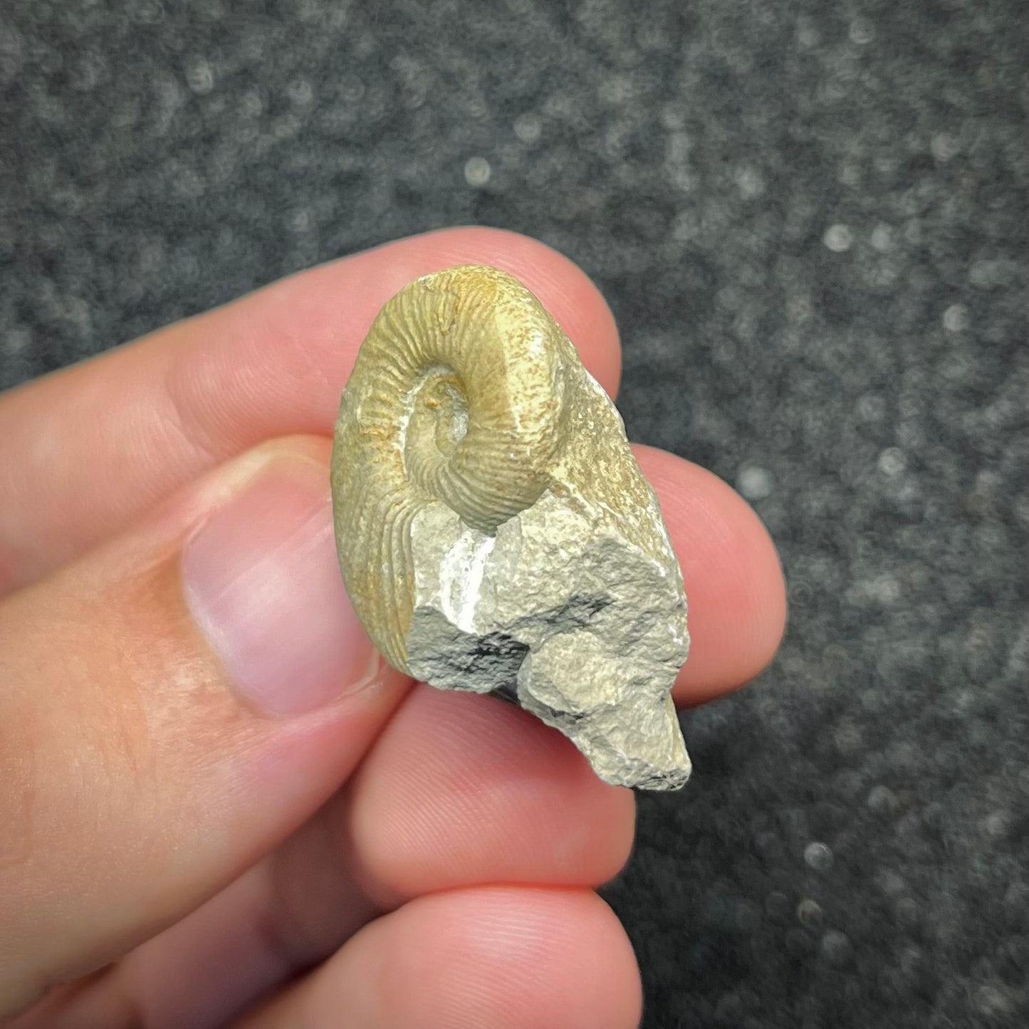 F2906 | Ammonite | Ataxioceras sp.