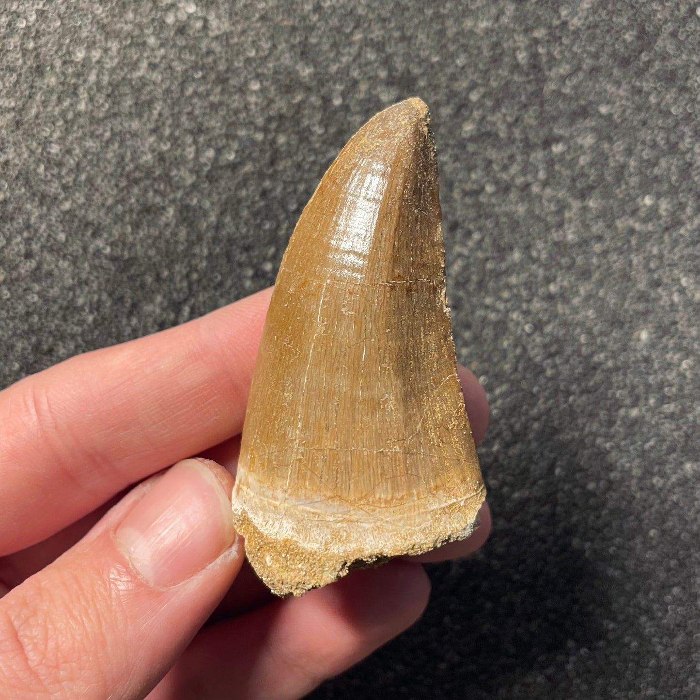 F2263 | Mosasauro | Hainosaurus boubker