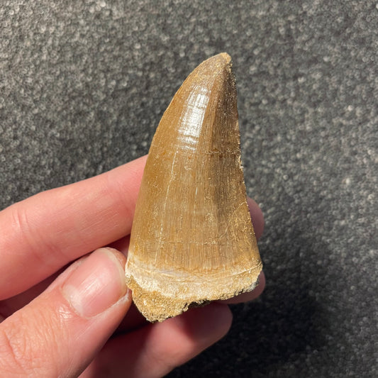 F2263 | Mosasauro | Hainosaurus boubker