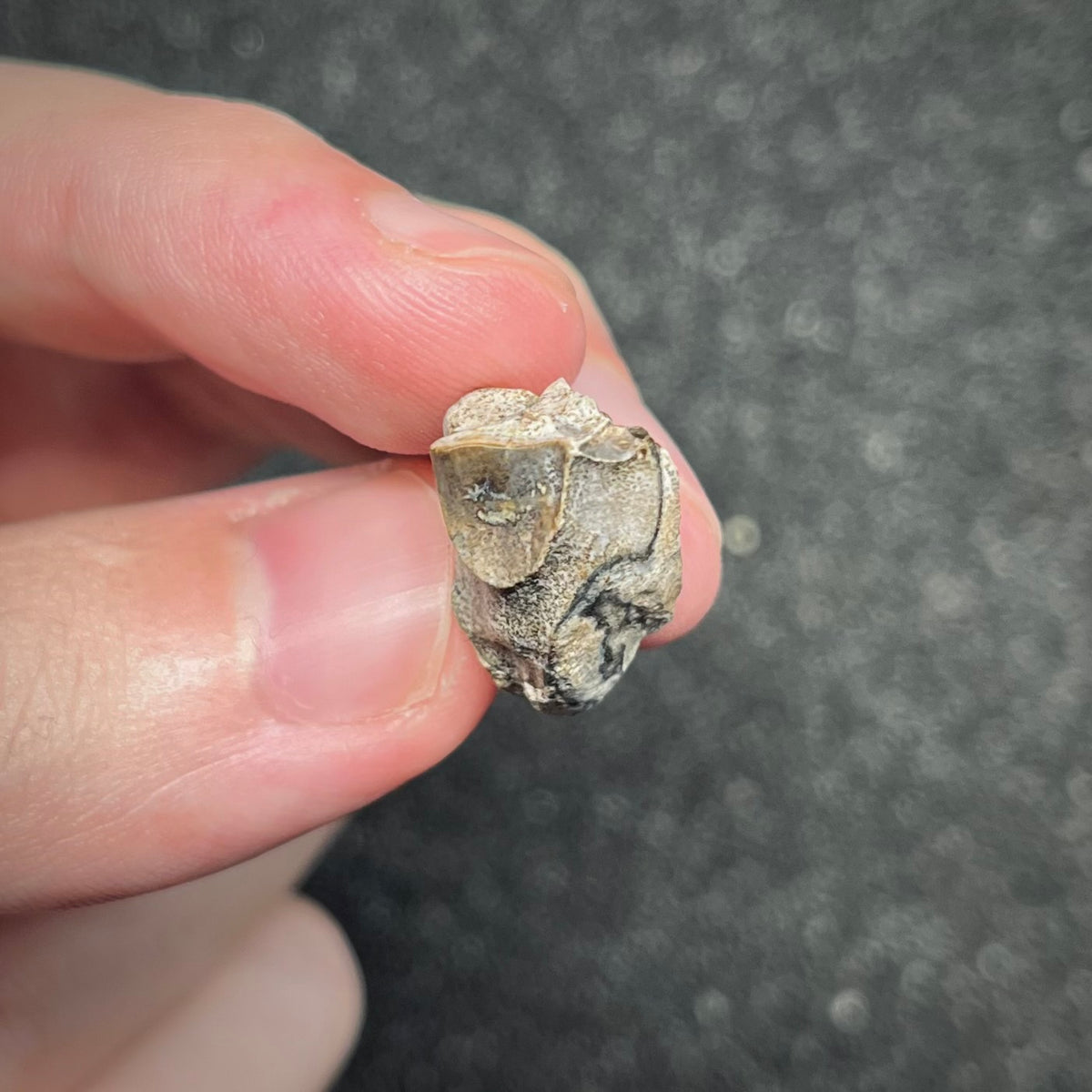 F3002 | Dinosauro | Triceratops sp.
