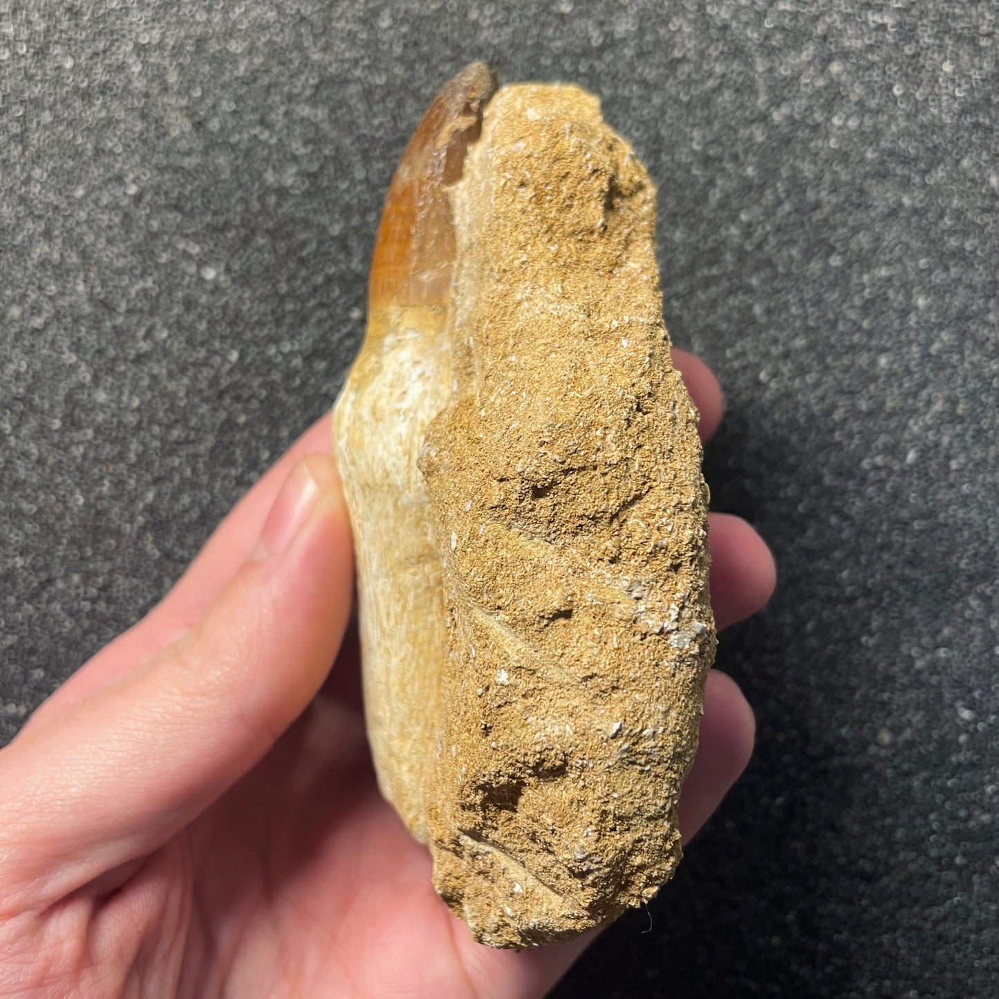 F2287 | RARO | Mosasauro | Prognathodon curii