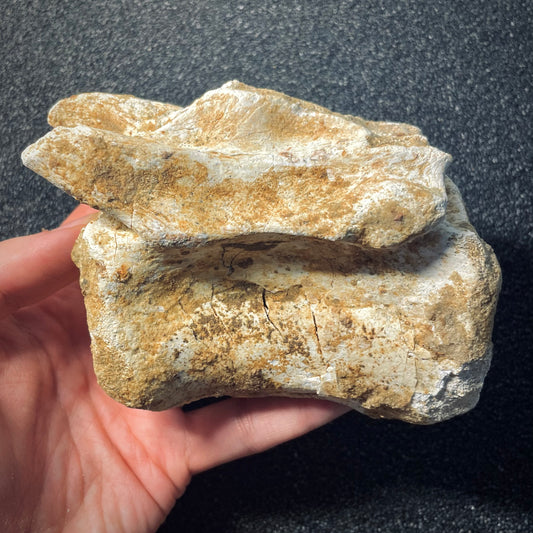 F1939 | RARO | Dinosauro | Carcharodontosaurus saharicus
