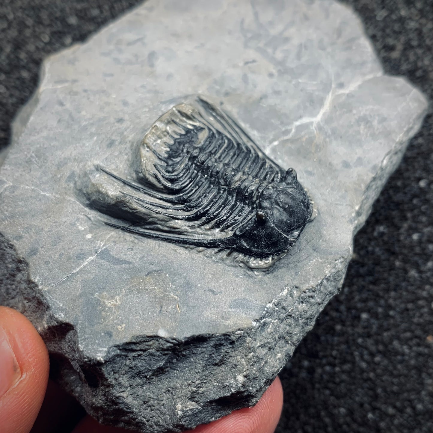 F792 | Trilobite | Leonaspis sp.