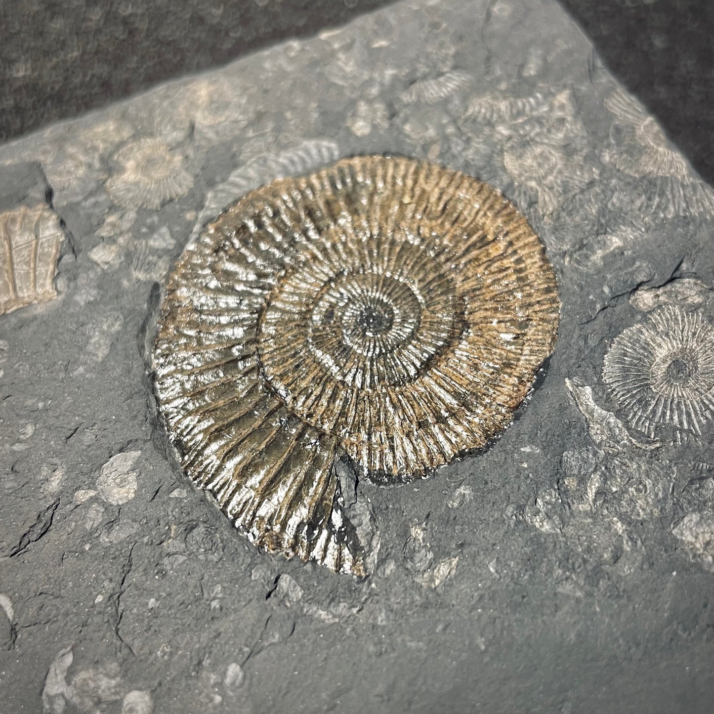 F2163 | Ammonite | Dactylioceras commune