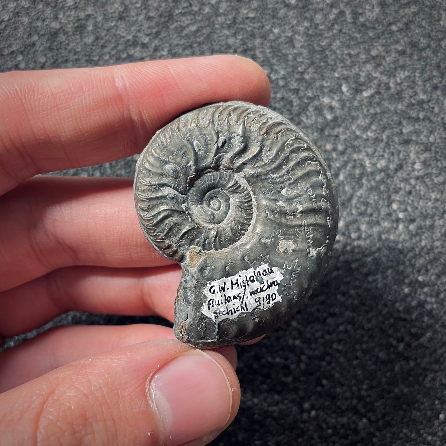 F2547 | Ammonite | Pleydellia sp.