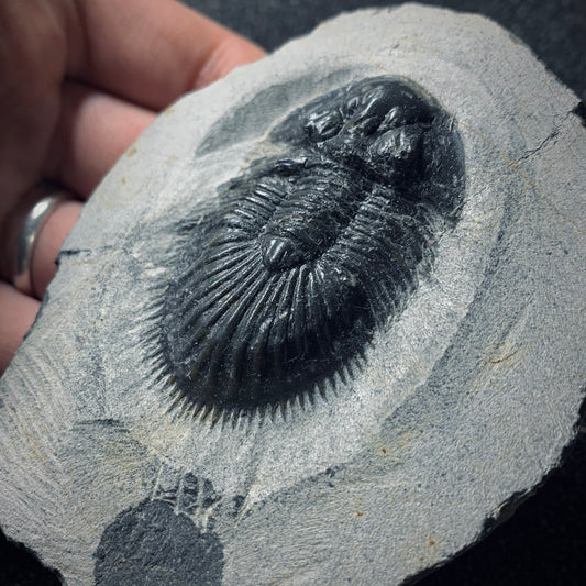 F500 | Trilobite | Thysanopeltis speciosa