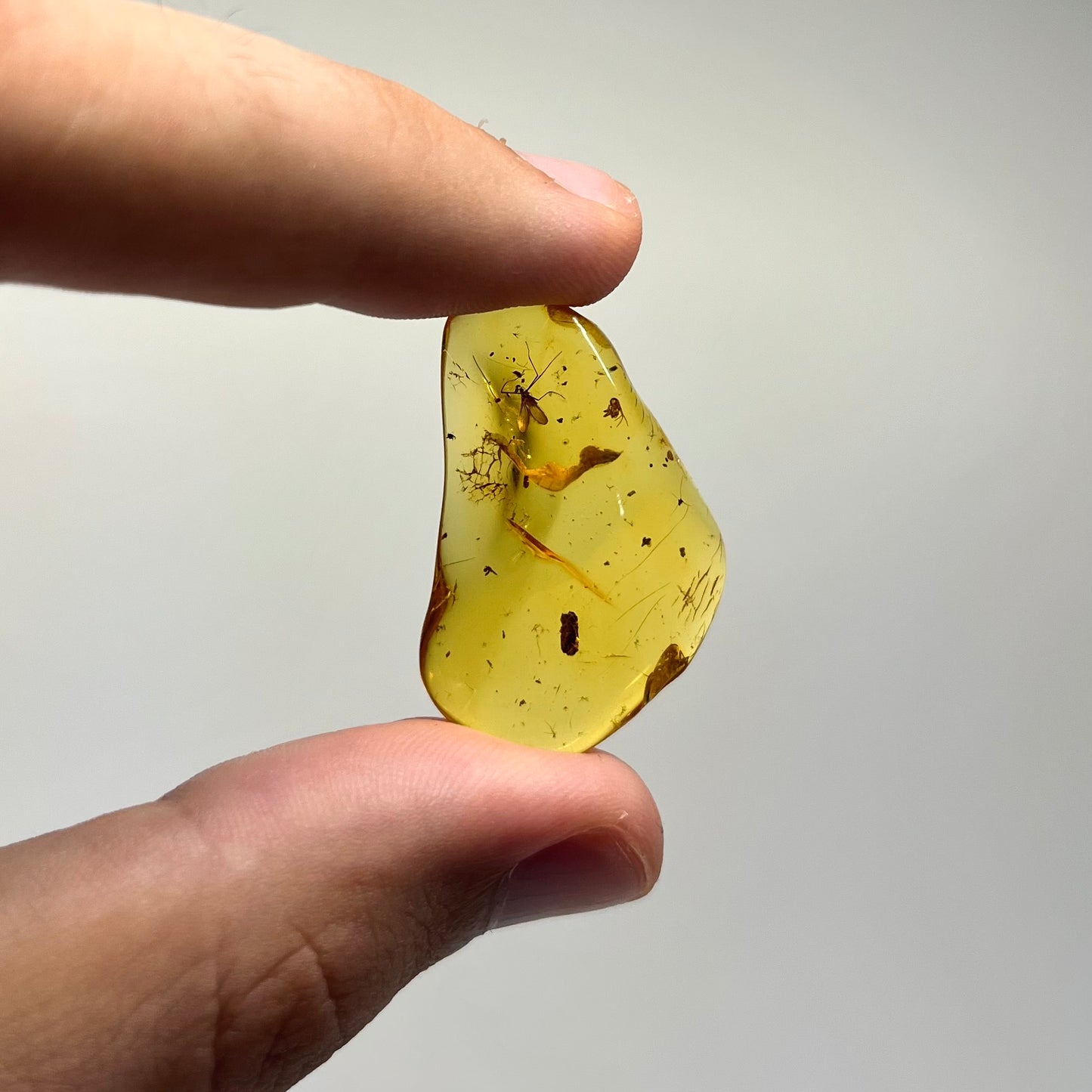 F2833 | Ambra con inclusione | Limoniidae indet. & Araneae indet.