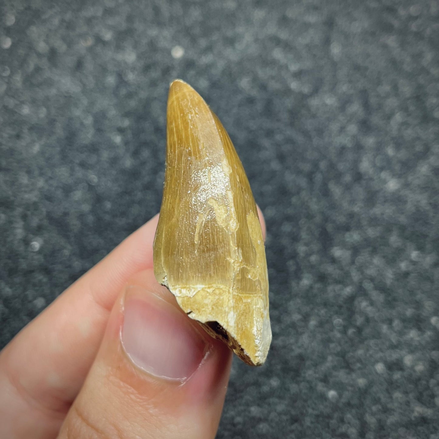 F2687 | Mosasauro | Prognathodon sp.