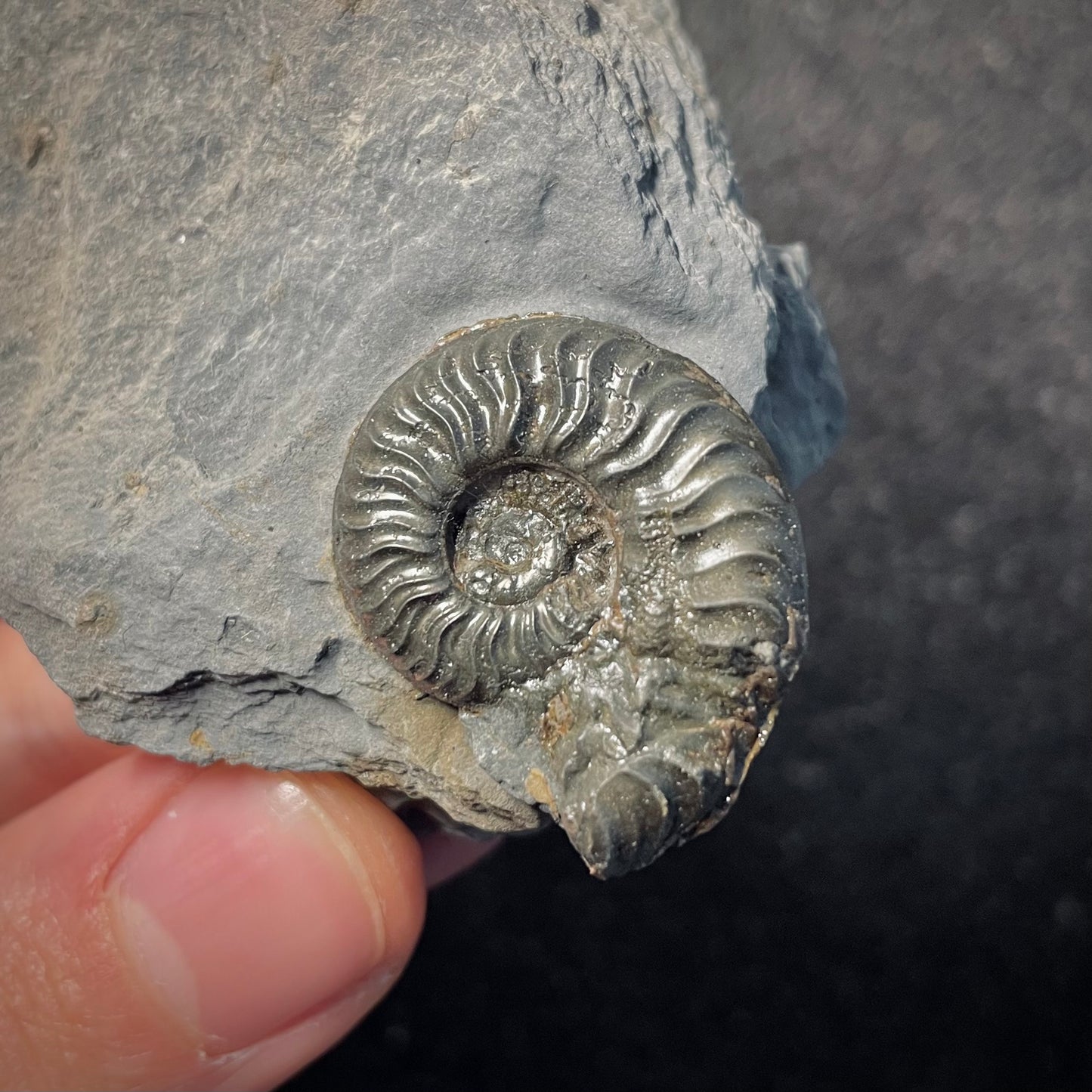 F2168 | Ammonite | Graphoceratidae indet.
