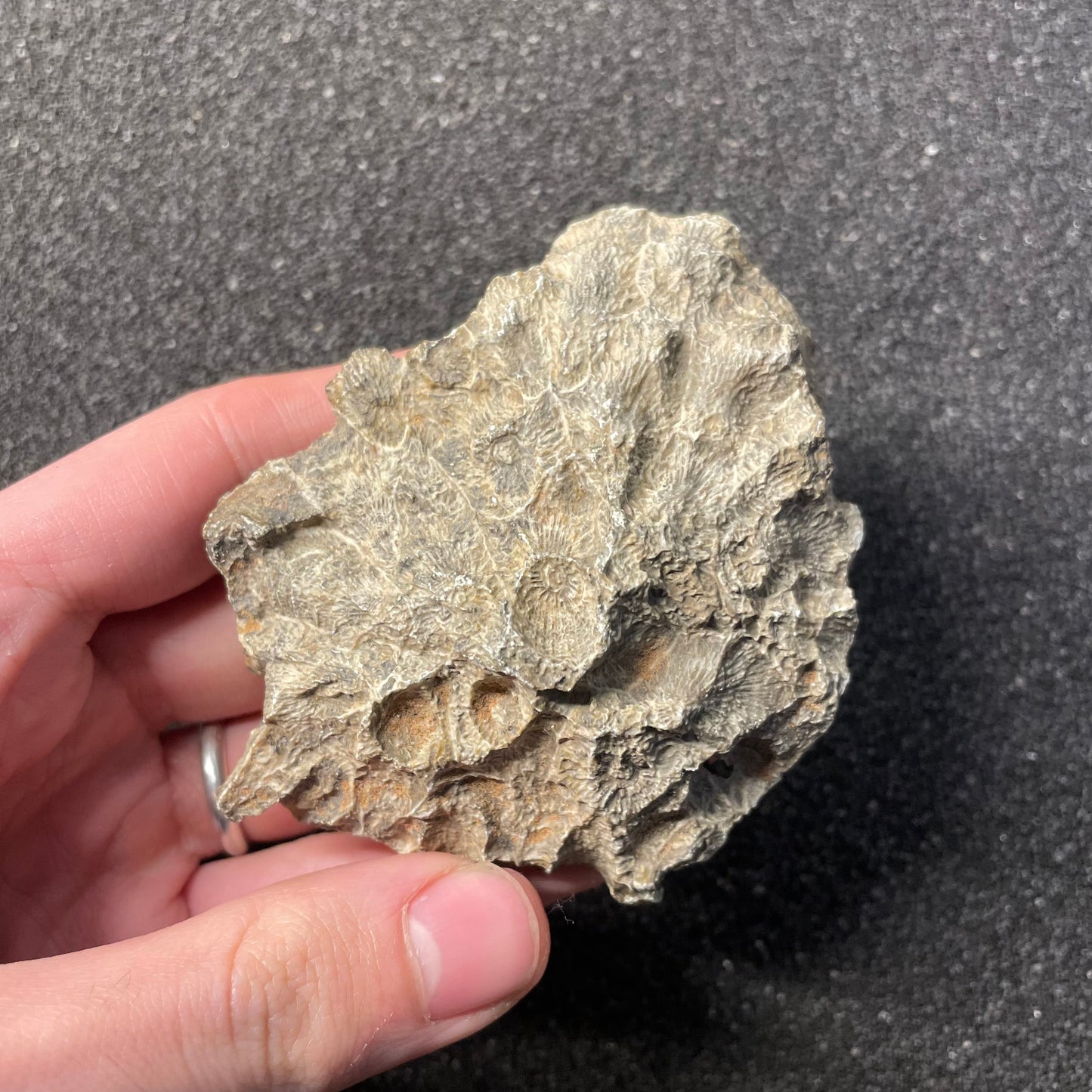 F2471 | Corallo | Hexagonaria sp.