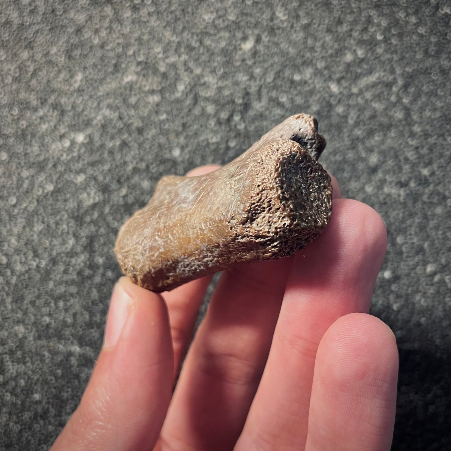 F2051 | Dinosauro | Ornithomimidae indet.