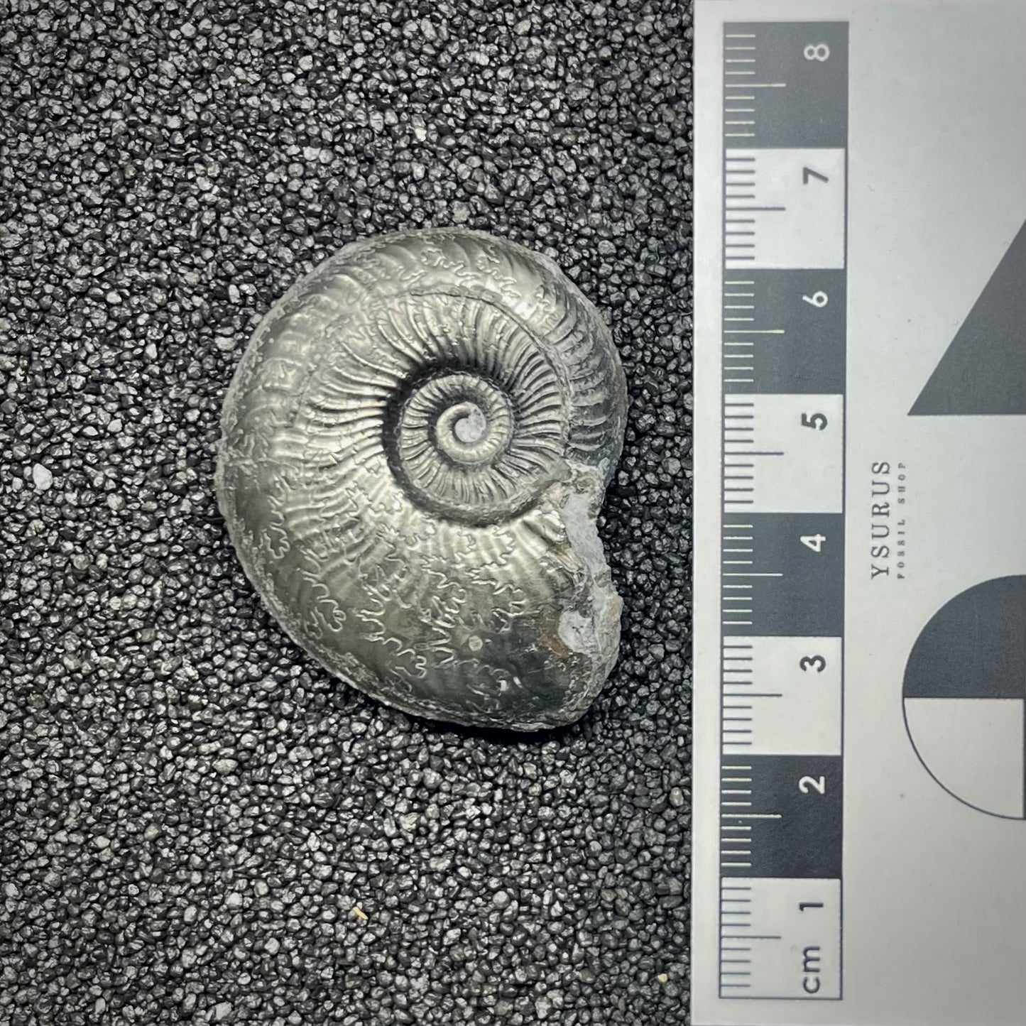 F2892 | Ammonite | Graphoceratidae indet.