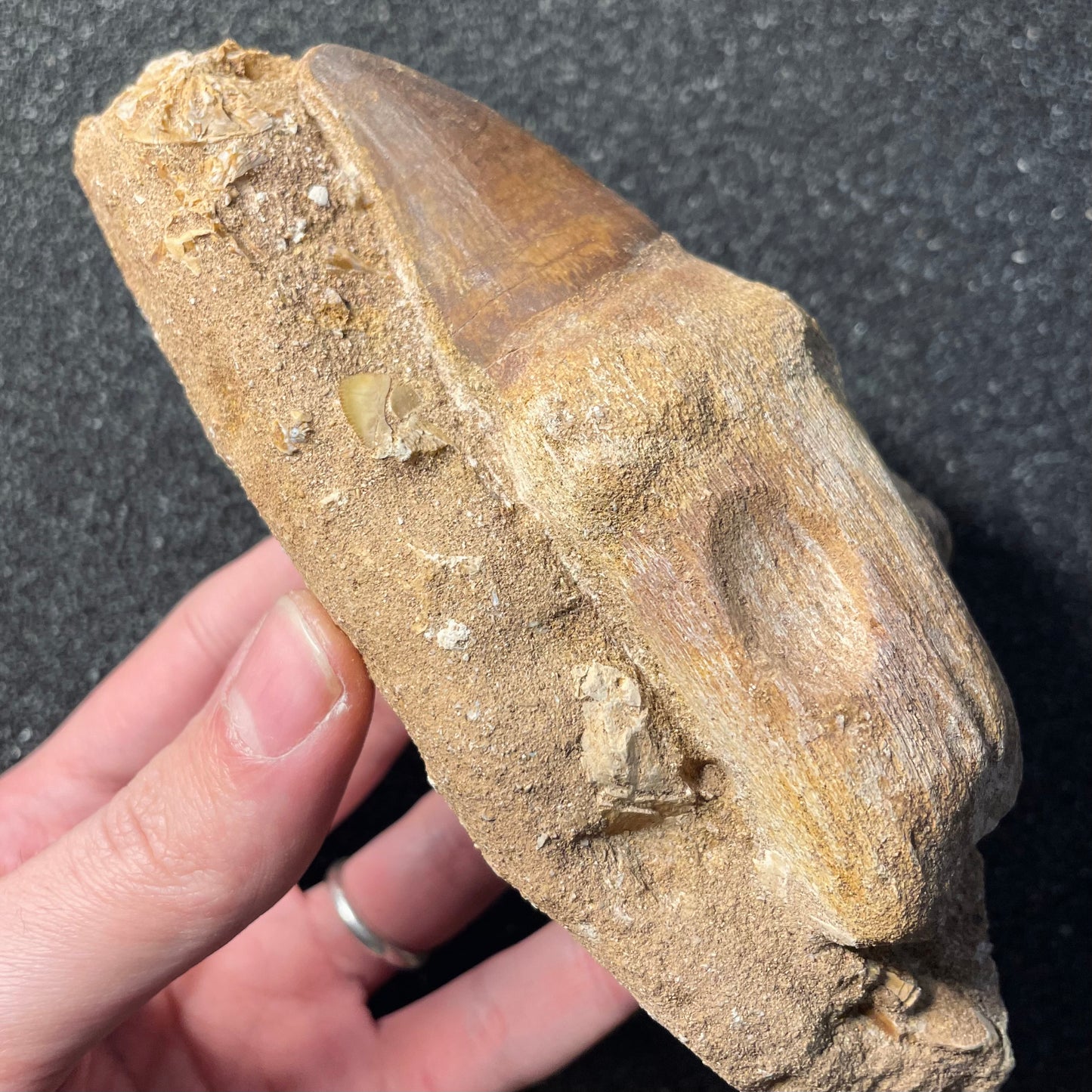 F2257 | Mosasauro | Prognathodon sp.
