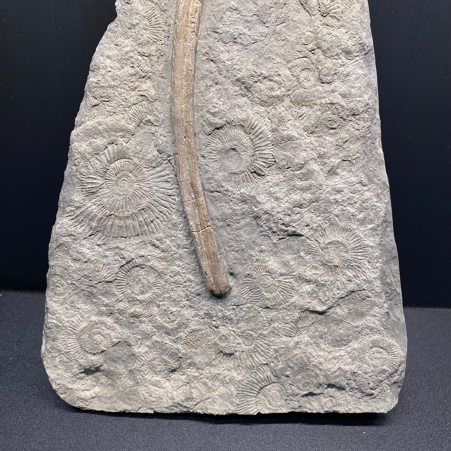 F2674 | Ittiosauro | Ichthyosauria indet.