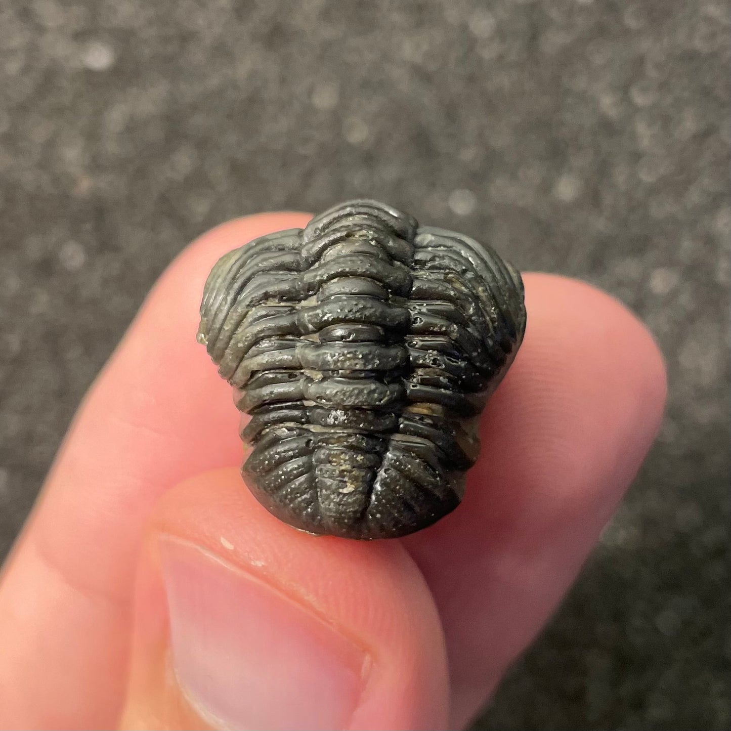 F2599 | Trilobite | Phacopidae indet.