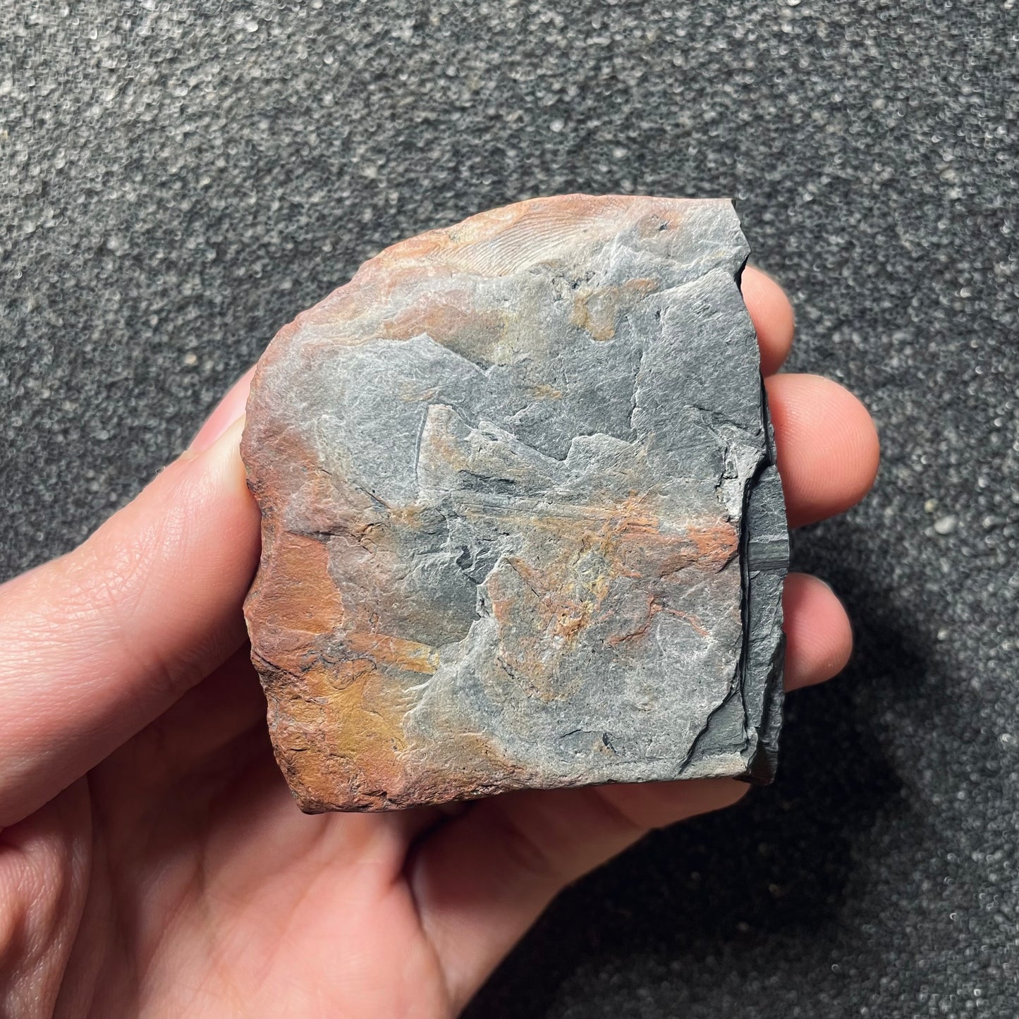 F2483 | Pianta | Macroneuropteris scheuchzeri