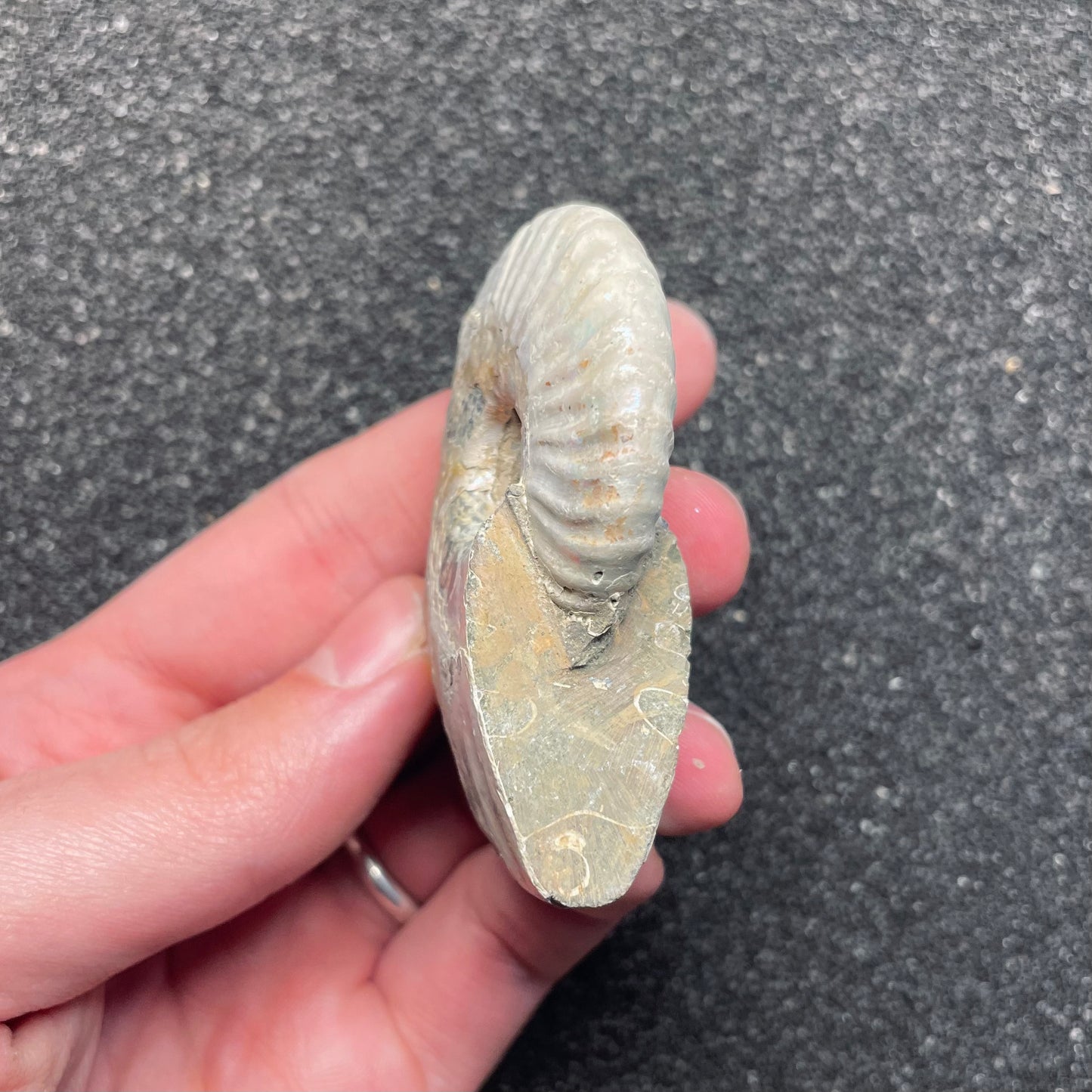 F2383 | Ammonite | Cleoniceras sp.