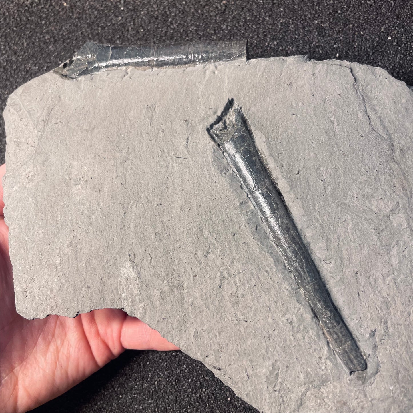 F2402 | Belemnite | Belemnoidea indet.
