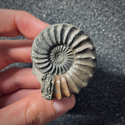 F2561 | Ammonite | Pleuroceras spinatum