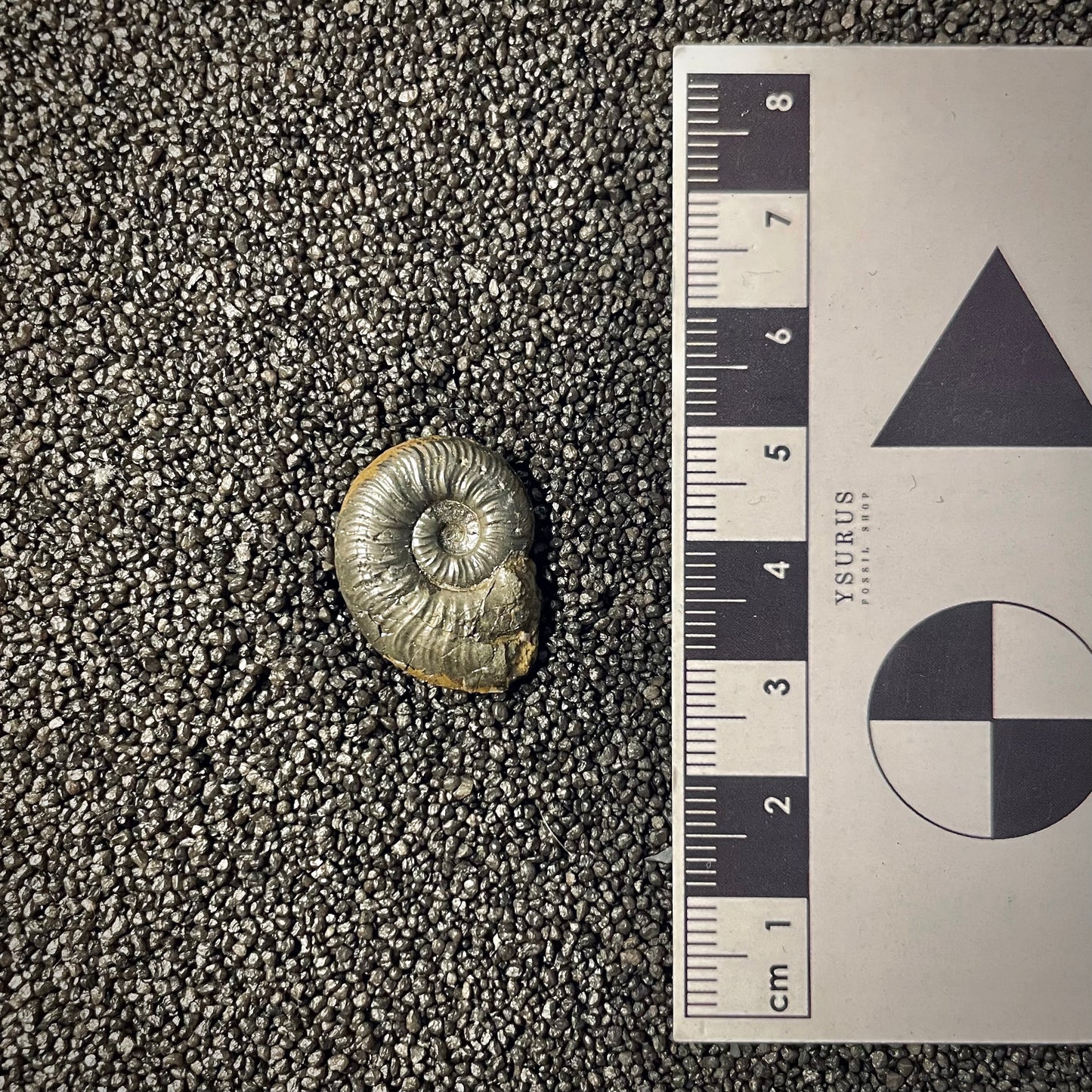 F2175 | Ammonite | Graphoceratidae indet.