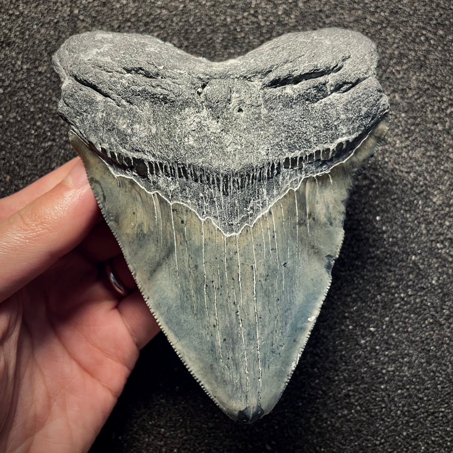 F2133 | Squalo | Otodus megalodon