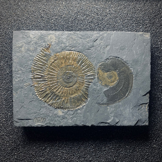 F618 | Ammonite | Dactylioceras commune & Harpoceras falcifer