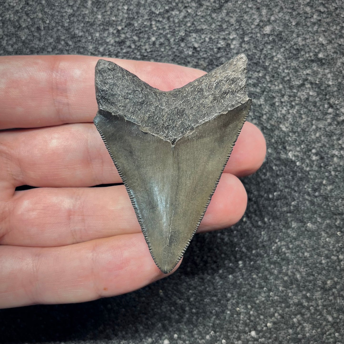 F2869 | Squalo | Otodus megalodon