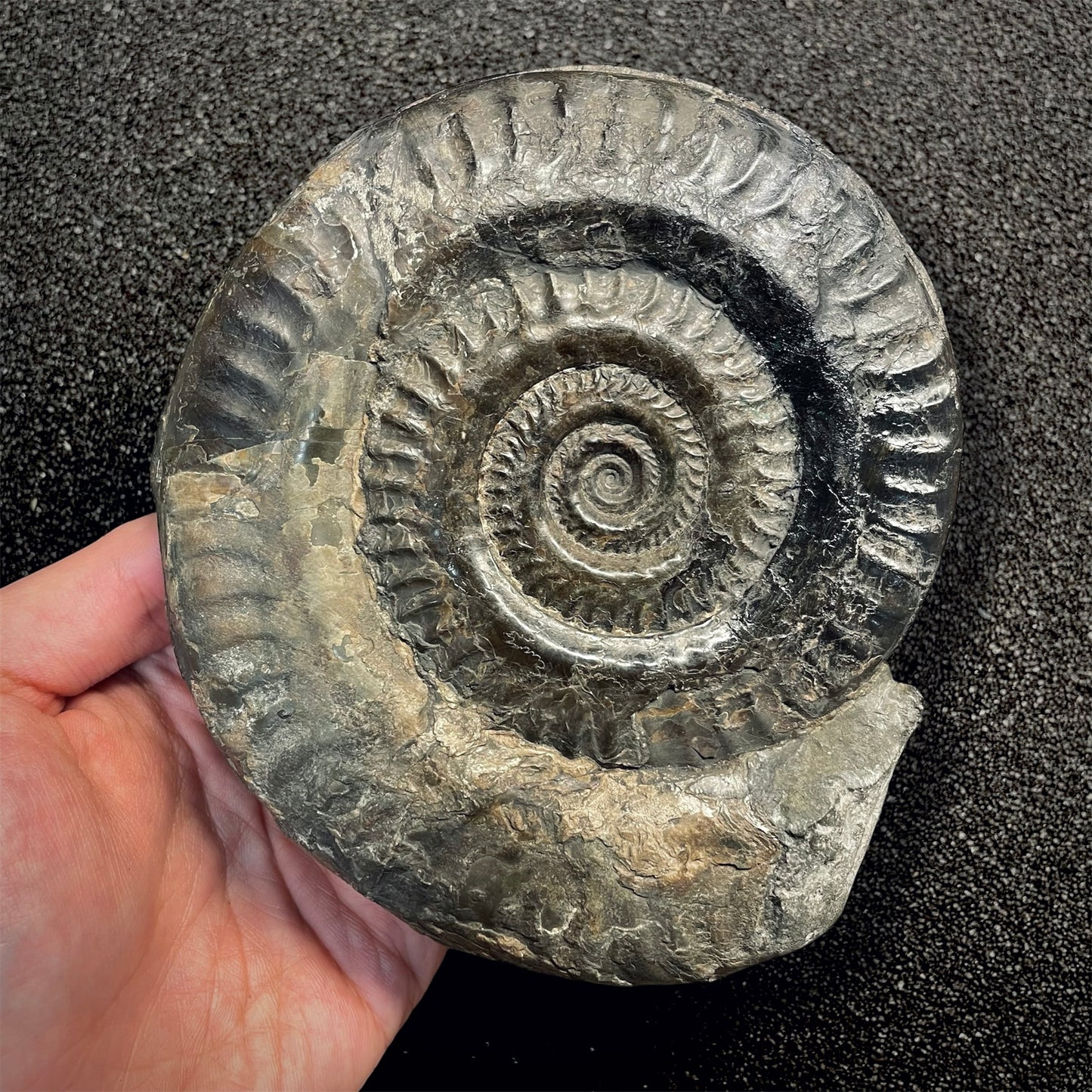 F2811 | Ammonite | Hildoceras sp.