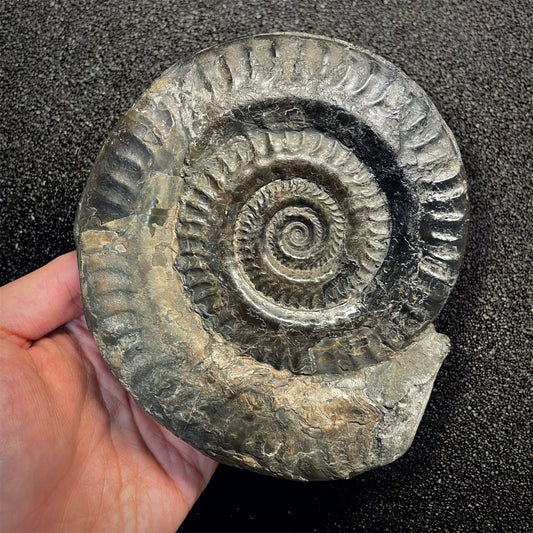 F2811 | Ammonite | Hildoceras sp.