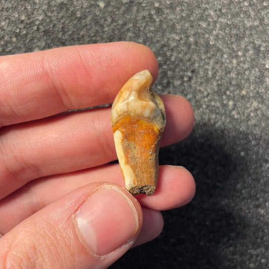 F2406 | Orso | Ursus spelaeus